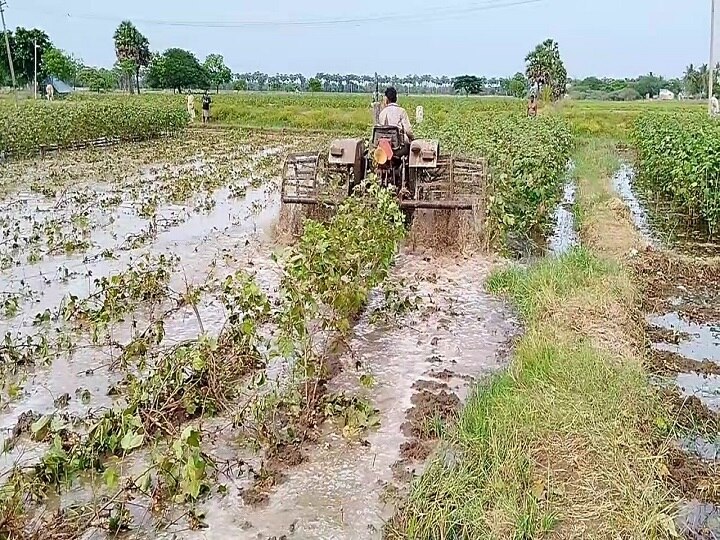 Thiruvarur: பருத்திக்கு உரிய விலை கிடைக்கல; வயலில் டிராக்டர் விட்டு அடித்த விவசாயி