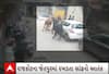 Rajkot| જાહેર રસ્તા પર એક સાથે ત્રણ સાંઢ બાખડી પડતા લોકોના જીવ થયા અધ્ધર, જુઓ સીસીટીવી ફુટેજ