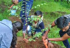 Photos: આજે છે હરિયાળી અમાસ, વૃક્ષારોપણનું છે મહત્વ, પરંતુ ન વાવતા આ 5 છોડ નહીંતર ઘેરાઈ જશો સંકટથી