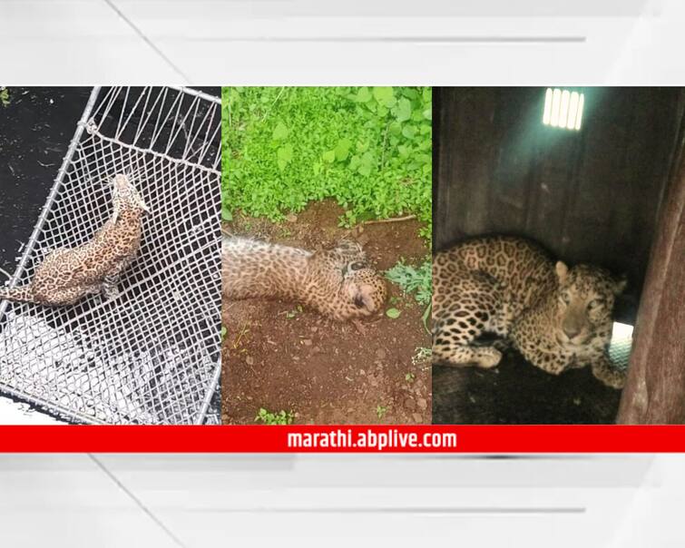 What happened to leopard in eight days in Nashik maharashtra news nashik news Nashik Leopard : नाशिकमध्ये आठ दिवसात बिबट्यासोबत काय-काय घडलं? बछड्यांची भेट, जीवदान, रेस्क्यू अन् बरंच काही 