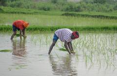 Krishak Bandhu : মিলবে বার্ষিক ১০ হাজার টাকা, কৃষকবন্ধু প্রকল্পে নাম লেখাতে করতে হবে কী কী ?