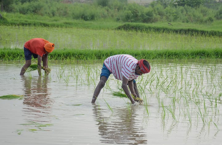 চাষী যে জমিতে চাষ করেন সেখানকার জমির পরচা বা বর্গা। নিবন্ধীকরণের নথি বা পাট্টা বা বনবিভাগের পাট্টা থাকলেও চলবে।