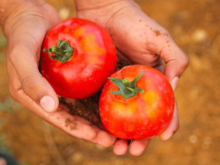 How this farmer became a millionaire by selling tomatoes टमाटर बेचकर ये किसान कैसे बन गया करोड़पति, जानिए कामयाबी के पीछे का राज़