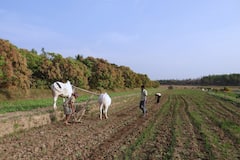 बारिश ने कर दी फसल बर्बाद...टेंशन नॉट, सरकार करेगी भरपाई, ऐसे करें अप्लाई