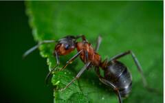 Ants Facts: मुंग्यांबद्दल या गोष्टी तुम्हाला माहित आहेत का? जाणून घ्या