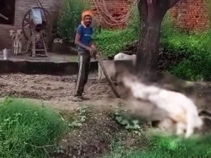 Kanpur dehat Drunken man brutally thrashes cow with stick video viral ann Kanpur News: शराब के नशे में बना जल्लाद, बेजुबान गाय को तब तक पीटा, जब तक वो बेदम होकर गिर नहीं गई
