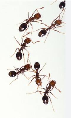 Ants Facts: मुंग्यांबद्दल या गोष्टी तुम्हाला माहित आहेत का? जाणून घ्या