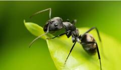 Ants Facts: मुंग्यांबद्दल या गोष्टी तुम्हाला माहित आहेत का? जाणून घ्या