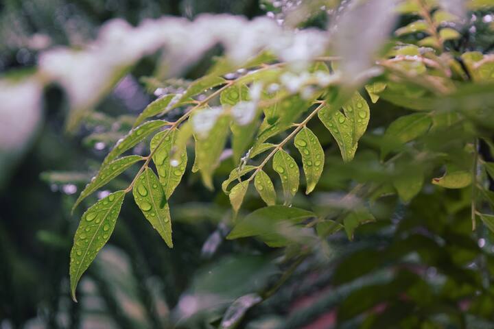 বর্ষার জন্য বিশেষ জুতো পাওয়া যায়। সেগুলো পরাই ভাল। একান্তই জুতো ভিজে গেলে বাড়ি এসে ভালভাবে পা ধুয়ে নিতে হবে। এক্ষেত্রে সাবানের পাশাপাশি কোনও অ্যান্টিসেপটিক লিকুইড ব্যবহার করতে পারেন।