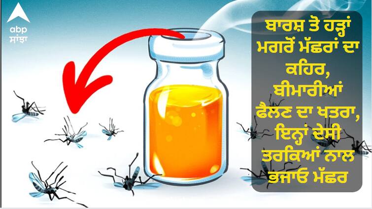 The fury of mosquitoes after floods due to rain, the risk of spreading diseases, repel mosquitoes with these indigenous remedies. ਬਾਰਸ਼ ਤੇ ਹੜ੍ਹਾਂ ਮਗਰੋਂ ਮੱਛਰਾਂ ਦਾ ਕਹਿਰ, ਬਿਮਾਰੀਆਂ ਫੈਲਣ ਦਾ ਖਤਰਾ, ਇਨ੍ਹਾਂ ਦੇਸੀ ਤਰੀਕਿਆਂ ਨਾਲ ਭਜਾਓ ਮੱਛਰ