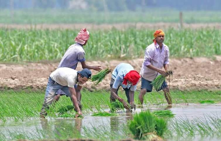 Bajwa flays Mann for ill-advising flood-affected farmers of restarting paddy transplantation  ਪੰਜਾਬ 'ਚ ਮੁੜ ਝੋਨੇ ਦੀ ਬਿਜਾਈ ਕਰਵਾਉਣ ਵਾਲੇ ਬਿਆਨ 'ਤੇ ਕਸੂਤੇ ਫਸੇ ਮੁੱਖ ਮੰਤਰੀ ਭਗਵੰਤ ਮਾਨ