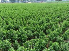 Farming : 3 เช เชฎเชนเชฟเชจเชพเชฎเชพเช เชฌเชจเชตเซเช เชเซ เชเชฐเซเชกเชชเชคเชฟ? เชคเซ เชเชฐเซ เช เชเซเชคเซ