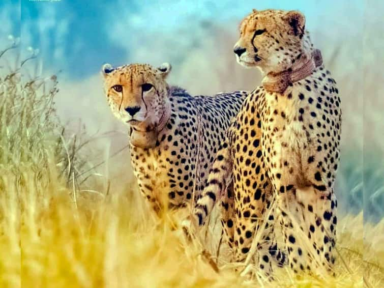 Cheetah Death In Kuno National Park Radio Collars Behind Kuno Cheetah Deaths Experts Suggest Septicemia But Govt Says Speculative Radio Collars Behind Kuno Cheetah Deaths? Experts Suggest Septicemia But Govt Says That's 'Speculative'