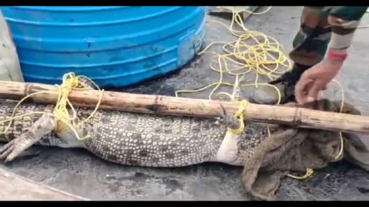 Alligator Spotted In Sundarban Residential Area Of Patharprathima Dakshin 24 Parganas:সুন্দরবনের লোকালয়ে কুমির, কয়েক ঘণ্টার চেষ্টায় জালবন্দি করলেন বনকর্মীরা