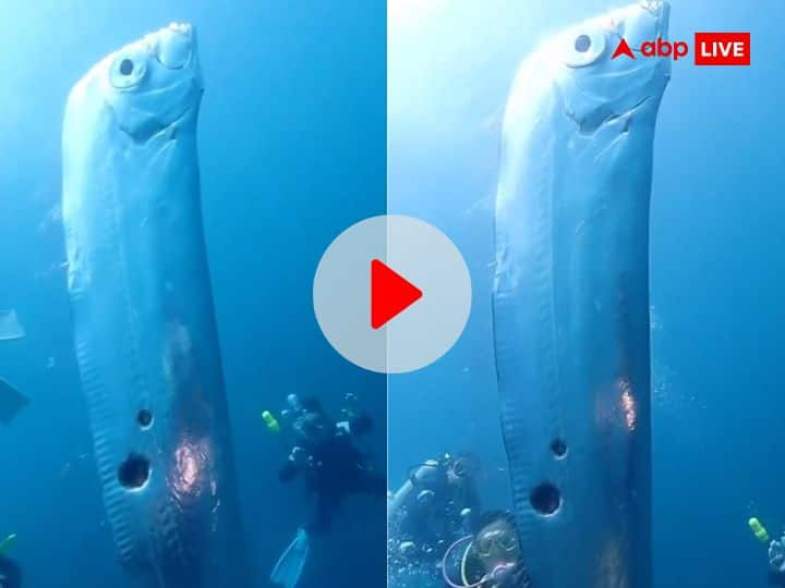 Giant oarfish spotted in taiwan seen by divers in sea video viral on social media Viral Video: समुद्र में गोताखोरों के बीच आ गई विशाल मछली..., यह वीडियो देख रूह कांप जाएगी