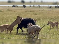 अपने बच्चे को बचाने के लिए एक साथ 7 शेर-शेरनियों से भिड़ गई भैंस, जिसने देखा उसने शेयर किया ये Video