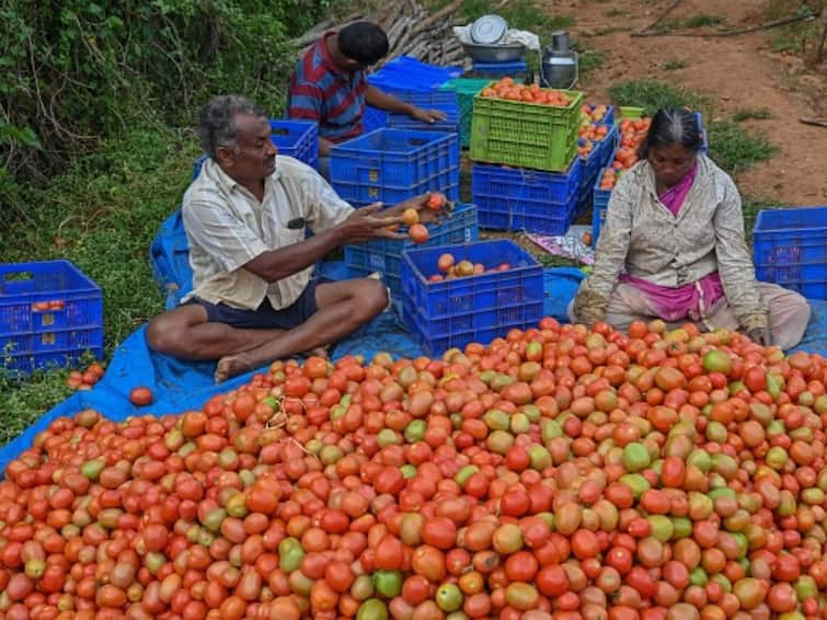 Tomatoes Record Prices Farmers Windfall Profits City Wise Price Ishwar Gaykar Sonali Gaykar Become Rich Tomatoes' Record Prices Are Helping Farmers Create Windfall Profits: Report