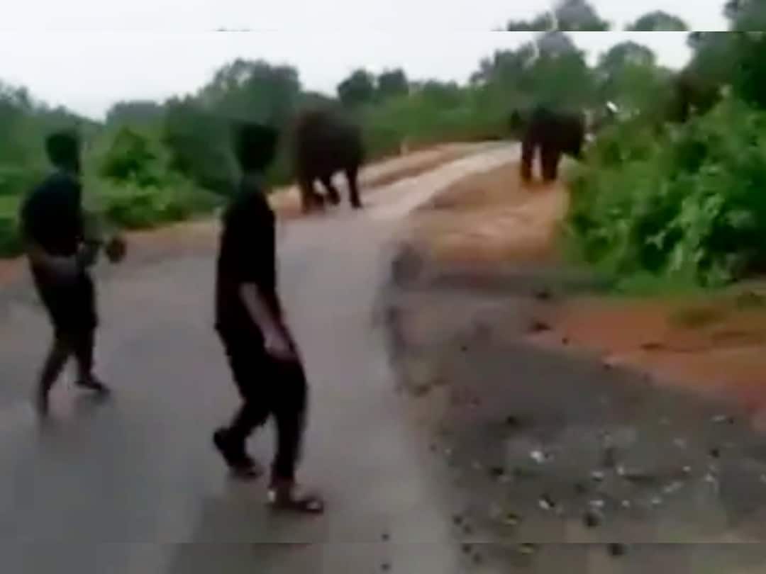 Watch: Watch IAS released a video warning Do not mess with the group with a small elephant Watch: