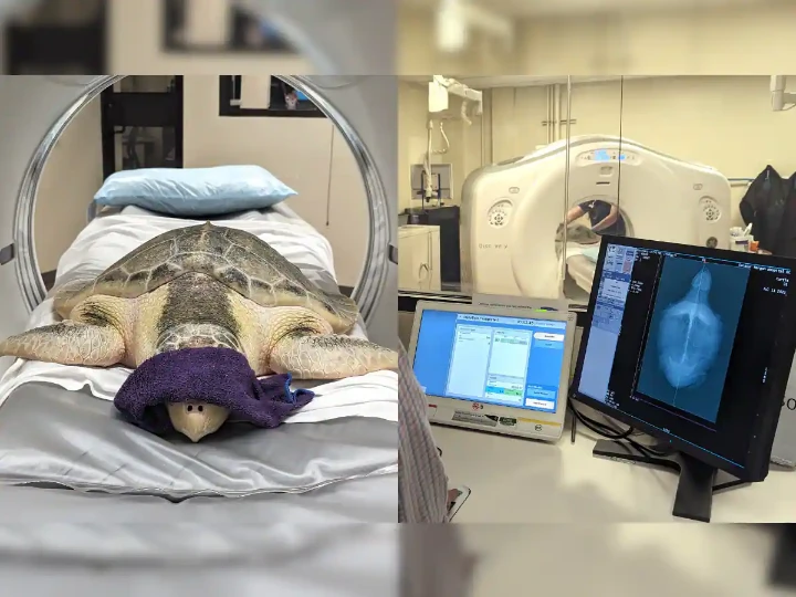 this turtle is the world first animal to get ct scan in hospital CT Scan करवाने वाला दुनिया का पहला जानवर, अमेरिका के अस्पताल में इलाज कराने पहुंचा, जानें क्या है माजरा
