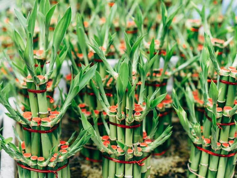 Bamboo plant calms the mind increased interest of youth Bamboo plant: వెదురు మొక్కను ఇంట్లో పెట్టుకుంటే అదృష్టం కలిసి వస్తుందా? దీన్ని ఎలా పెంచాలి?