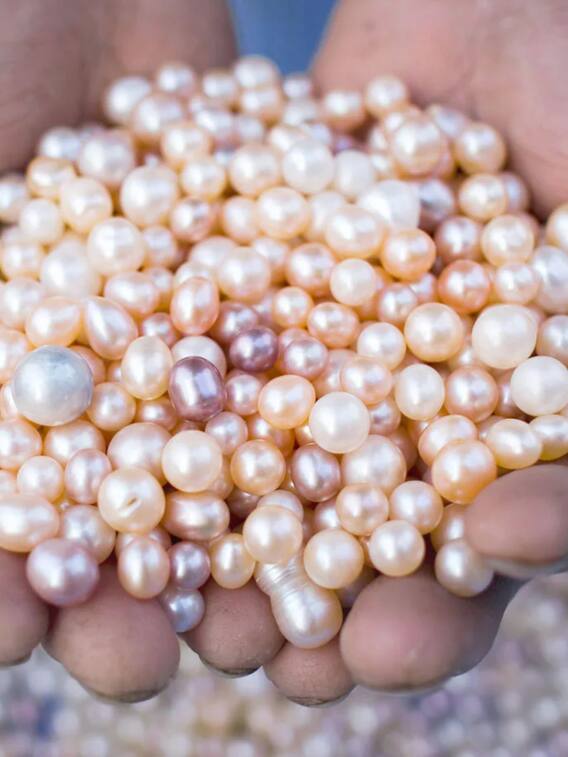 किसान ऐसे करें मोती की खेती, होगी बंपर कमाई