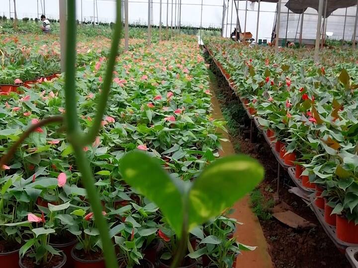 जिथं लोक नोकरी टिकवण्यासाठी लढा देत होते तिथं भाऊसाहेबांनी मंदीमध्ये संधी शोधण्यासाठी इनडोअर पॉट-प्लांटस नर्सरीचा व्यवसाय सुरु केला.