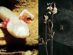 बिना खाए-पिए भी कई महीनों तक जीवित रह सकते हैं ये 10 जीव, लिस्ट देखिए...