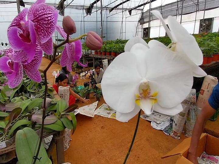 अडीच लाख पगार ही उत्तम होता, सर्व गरजा भागत होत्याच. पण वयाची पन्नाशी गाठली अन् भाऊसाहेबांनी ऐन कोरोनातच नोकरी सोडण्याचा धाडसी निर्णय घेतला.