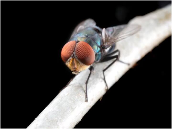 रिसर्च में पता चला है कि ड्रोसोफिला मेलानोगास्टर प्रजाति की फल मक्खी अपने मरी हुई साथी मक्खियों के संपर्क में आती है तो उनकी लाइफलाइन काफी तेज स्पीड से कम हो जाती है.