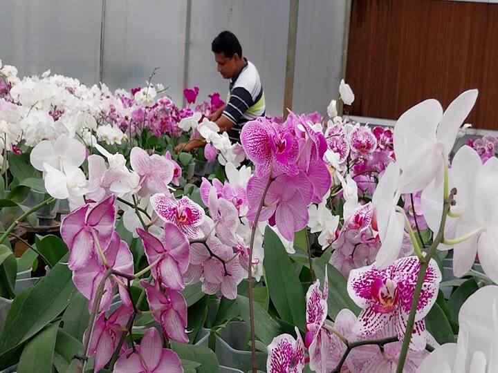 बीएससी ऍग्री झालेले भाऊसाहेब नवले (Pimpari Nursery Success Story) यांनी वयाच्या पन्नाशीत पुण्याच्या मावळमध्ये ग्रीन ऍण्ड ब्लुम्स नर्सरी सुरू केली.