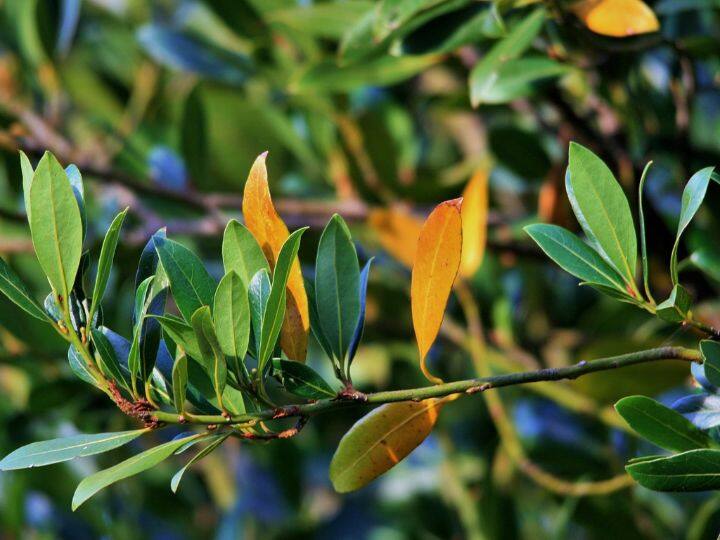 सिर्फ ये पत्ते बेच कर किसान कमा सकते हैं लाखों रुपये, जून से जुलाई के बीच होती है खेती Farmers can earn lakhs of rupees only by selling Bay leaves सिर्फ ये पत्ते बेच कर किसान कमा सकते हैं लाखों रुपये, जून से जुलाई के बीच होती है खेती