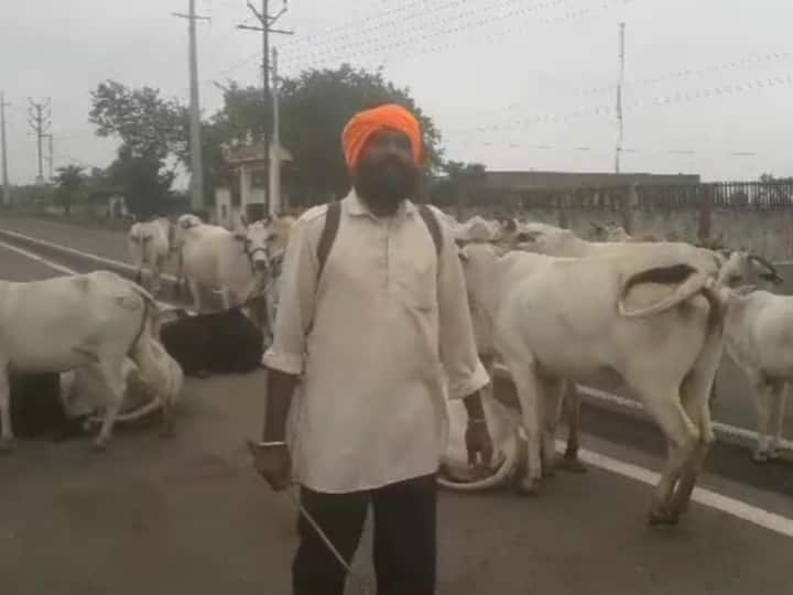 Bajrang Dal worker released video showing the plight of cows, asked CM to stop worrying about cheetahs