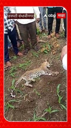 Leopard at Sambhaji Nagar: अस्वस्थ अवस्थेत आढळला बिबट्या, गावकऱ्यांनी थेट नेलं रुग्णालयात