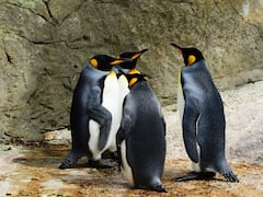 बिना खाए-पिए भी कई महीनों तक जीवित रह सकते हैं ये 10 जीव, लिस्ट देखिए...