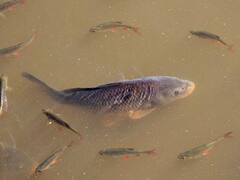 मछली पालने पर सरकार दे रही बड़ी मदद, इस योजना के तहत मिलेगा लाभ