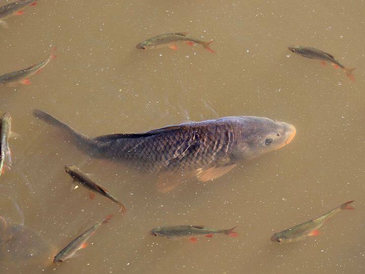 भारत सरकार ने देश में खेती के साथ-साथ मछलीपालन को बढ़ावा देने के लिये प्रधानमंत्री मत्स्य संपदा योजना की शुरुआत की है. जिसके तहत तालाब की खुदाई के लिये सरकार किसानों/मछली पालकों  को 60 फीसदी तक का अनुदान दे रही है.