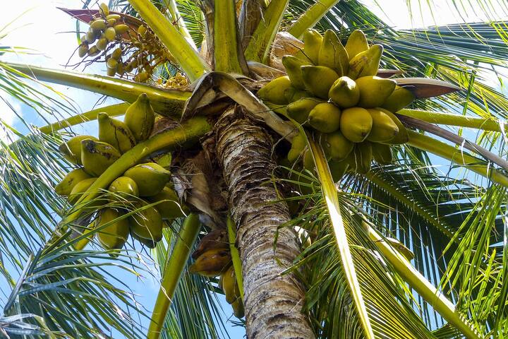 নারকেল জল একটি প্রাকৃতিক আইসোটোনিক পানীয় যা ইলেক্ট্রোলাইটগুলি পুনরায় পূরণ করতে এবং আপনাকে হাইড্রেটেড রাখতে সহায়তা করে।