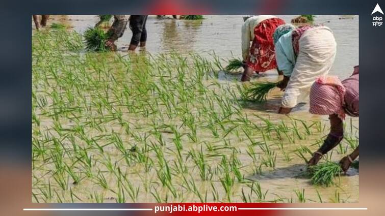 Patiala News: Floods wreak havoc in Patiala, 45,000 hectare area transplant paddy crop Patiala News: ਪਟਿਆਲਾ 'ਚ ਹੜ੍ਹਾਂ ਨੇ ਮਚਾਈ ਤਬਾਹੀ, 45,000 ਹੈਕਟੇਅਰ ਰਕਬੇ 'ਚ ਹੋਏਗੀ ਝੋਨੇ ਦੀ ਮੁੜ ਲੁਆਈ