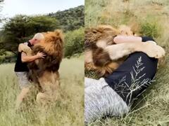 Viral Video: जंगल में घूम रहे शख्स का शेर से हो गया सामना, झपट्टा मारकर गिराया नीचे और फिर...