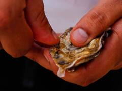 मोती की खेती से अमीर बन रहे हैं किसान, जानिए आप कैस कर सकते हैं