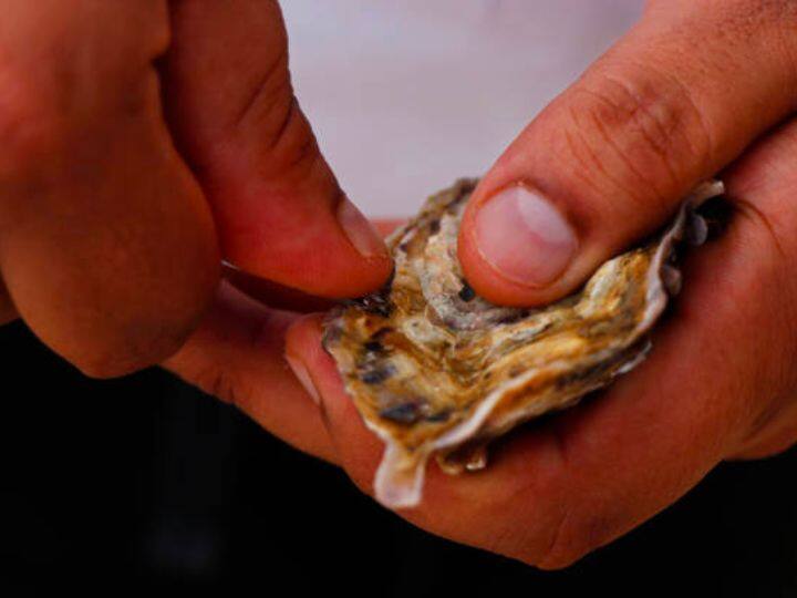 मोती का इस्तेमाल आभूषण और ब्यूटी प्रॉडक्ट्स बनाने में किया जाता है. मोती, पानी के अंदर शीपनुमा ढांचे के भीतर बाहरी कणों के प्रवेश करने से तैयार होता है. शीप में इसे तैयार होने में लगभग 14 महिने का समय लग जाता है.