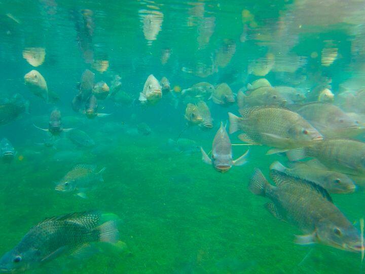 देश में किसानों और मछली पालकों के हितों की रक्षा के लिये भारत सरकार ने इस योजना की शुरुआत की है. इस योजना के तहत किसानों और मछलीपालकों को प्रोजक्ट के लिए मछली के बीज से लेकर तालाब की खुदाई के लिये आर्थिक अनुदान देने का प्रावधान किया गया है.