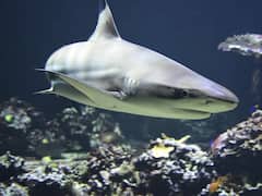 बिना खाए-पिए भी कई महीनों तक जीवित रह सकते हैं ये 10 जीव, लिस्ट देखिए...