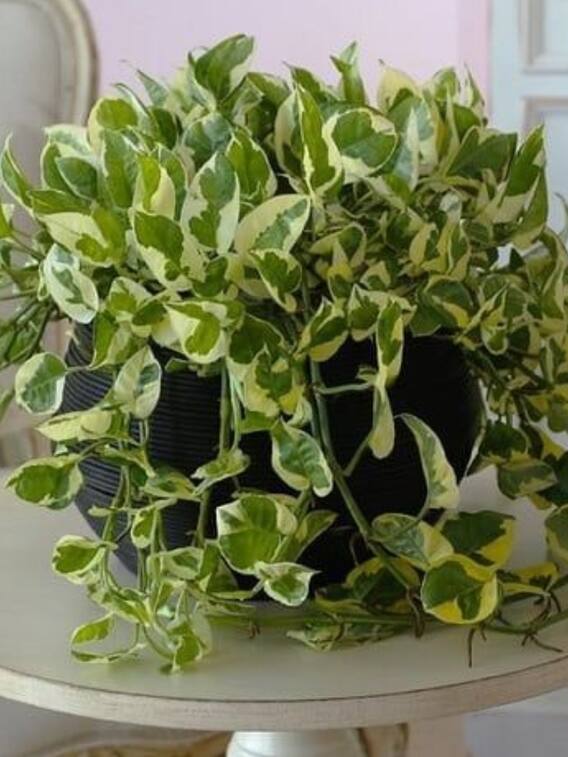 घर में इस तरीके से लगाएं मनी प्लांट, सूखने की नहीं रहेगी चिंता