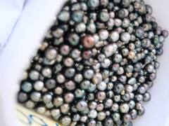 मोती की खेती से अमीर बन रहे हैं किसान, जानिए आप कैस कर सकते हैं