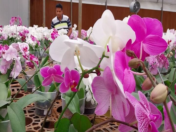 वयाची पन्नाशी आणि कोरोनाचा पडता काळ... मात्र, या काळातही पिंपरीच्या भाऊसाहेब नवले यांनी स्वत:चा व्यवसाय सुरु करण्याचं नक्की केलं.