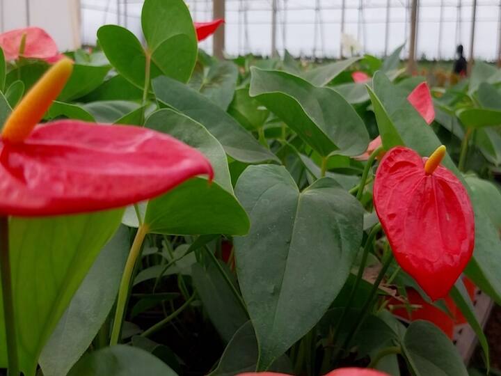 भाऊसाहेब नवले आज वर्षाकाठी दोन कोटींची आर्थिक उलाढाल करतायेत, म्हणूनच कोरोना त्यांना पावलाच म्हणायचा. भाऊसाहेबांनी कोरोनामध्ये अर्ध्या एकरात सुरू केलेला व्यवसाय सध्या एक एकरात विस्तारलाय.