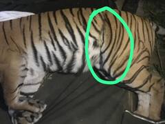 जिम कॉर्बेट नेशनल पार्क में बाघिन ने दिया तीन शावकों को जन्म, रेस्क्यू सेंटर में चल रहा है इलाज