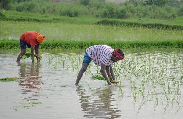 ফর্মটি তুলতে হবে দুয়ারে সরকার ক্যাম্প থেকে। কারণ আবেদনের ফর্মের পিছনে ক্যাম্পের রেজিস্ট্রেশন নম্বর থাকা আবশ্যিক। জমা দিতে হবে কিছু নথি।