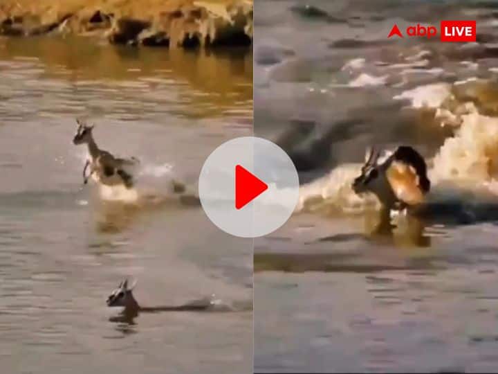 crocodile attacked deer while crossing pond video viral on social media Viral Video: बच्चे को बचाने के लिए खुद मगरमच्छ का निवाला बन गई मां हिरनी, Video देख छलक जाएंगे आंसू